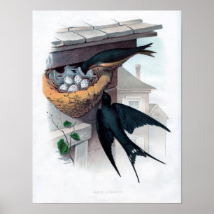 Classic Zoological Etching - Barn Swallow Poster