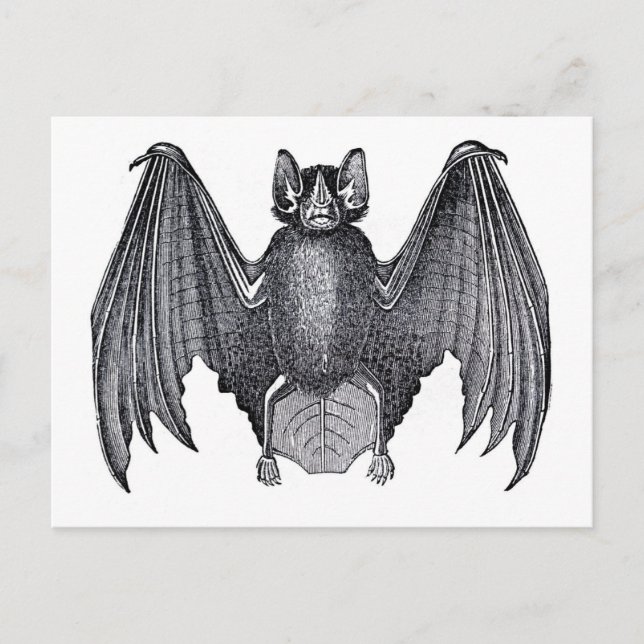 Classic Zoological Etching - Bat Postcard (Front)