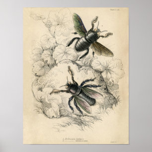 Classic Zoological Etching - Bees Poster