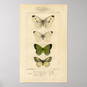 Classic Zoological Etching - Butterflies Poster