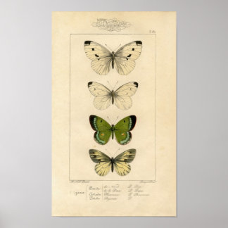 Classic Zoological Etching - Butterflies Poster
