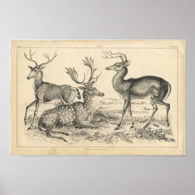 Classic Zoological Etching - Deer Poster (Front)