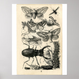 Classic Zoological Etching - Insects Poster