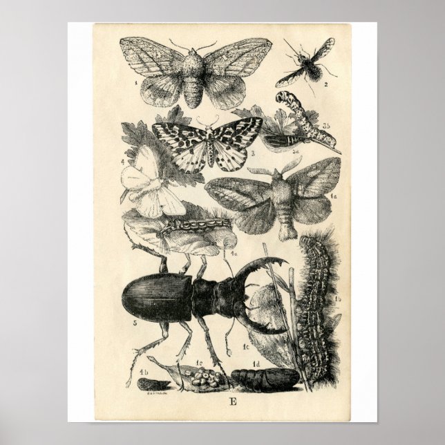 Classic Zoological Etching - Insects Poster (Front)