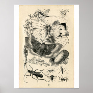 Classic Zoological Etching - Insects Poster