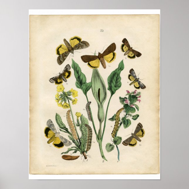 Classic Zoological Etching - Moths Poster (Front)