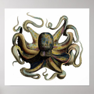 Classic Zoological Etching - Octopus Poster