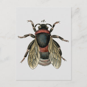 Classic Zoological Etching of a Bumble Bee Postcard