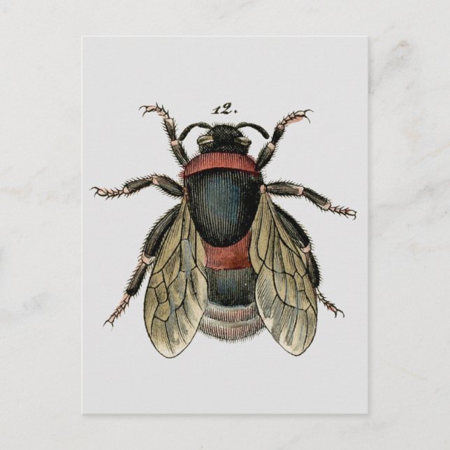 Classic Zoological Etching of a Bumble Bee Postcard (Front)