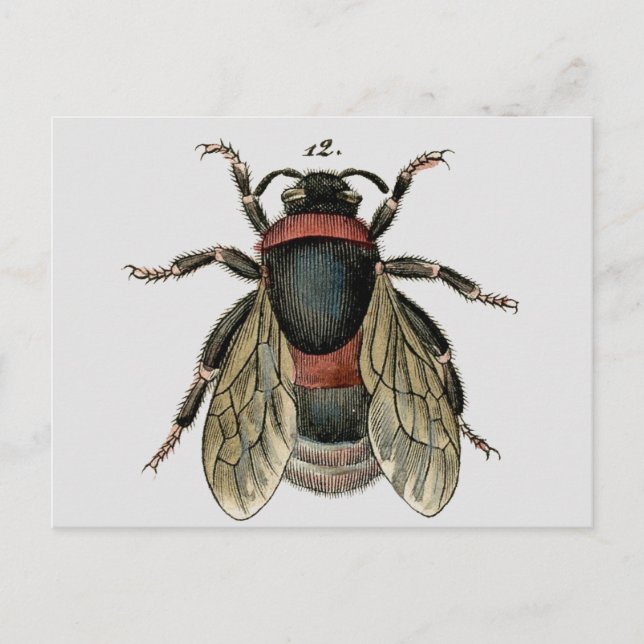 Classic Zoological Etching of a Bumble Bee Postcard (Front)