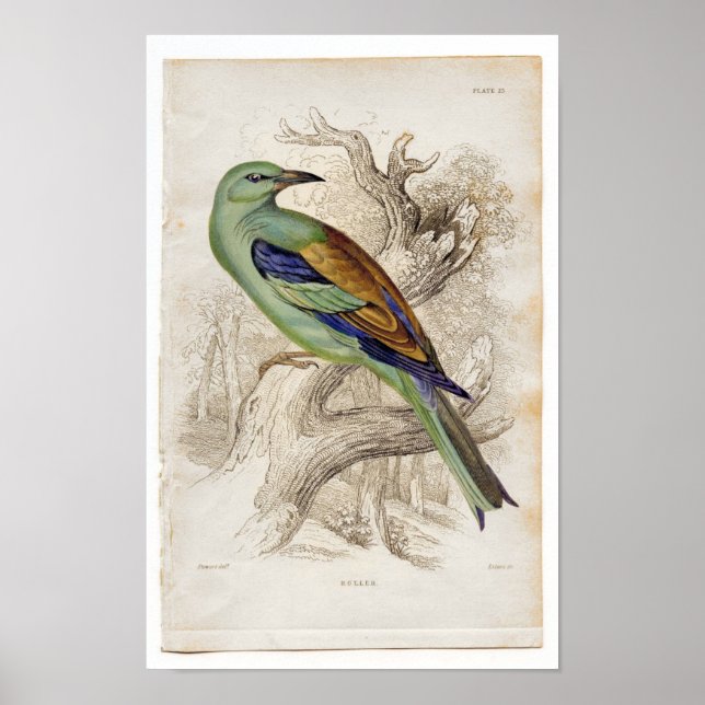 Classic Zoological Etching - Roller Poster (Front)