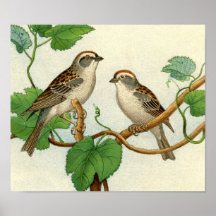 Classic Zoological Etching - Sparrows Poster