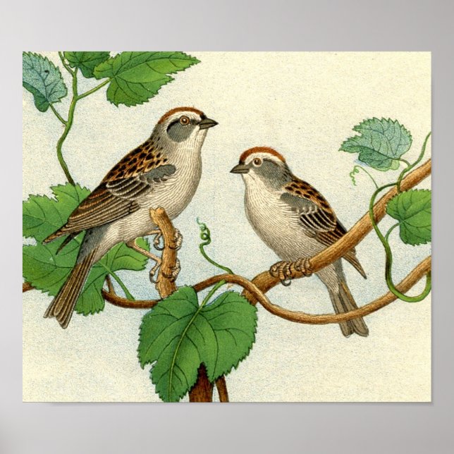 Classic Zoological Etching - Sparrows Poster (Front)