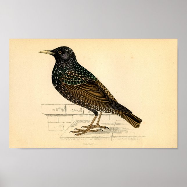 Classic Zoological Etching - Starling Poster (Front)