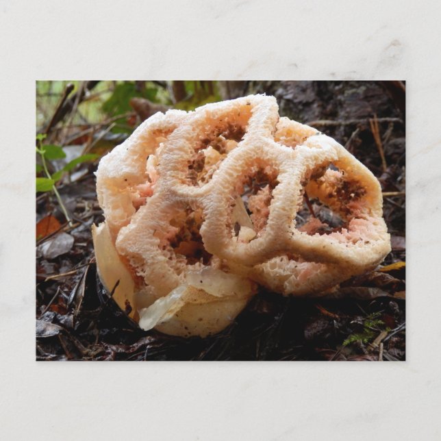 Clathrus ruber Postcard (Front)
