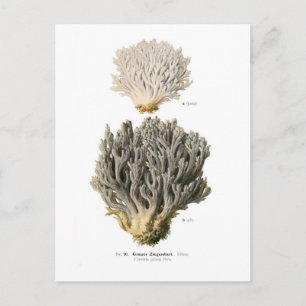 Clavaria grisea postcard