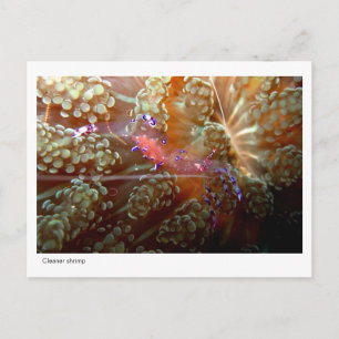 Cleaner Shrimp - 01 Postcard