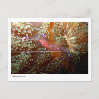 Cleaner Shrimp - 01 Postcard