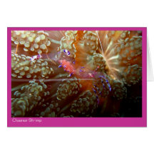 Cleaner Shrimp gift card - 01 - pink