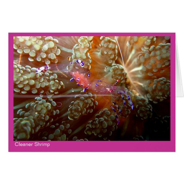 Cleaner Shrimp gift card - 01 - pink (Front Horizontal)