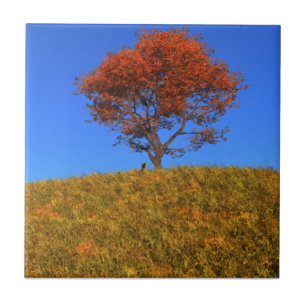 Clear Autumn Day Decorative Tile