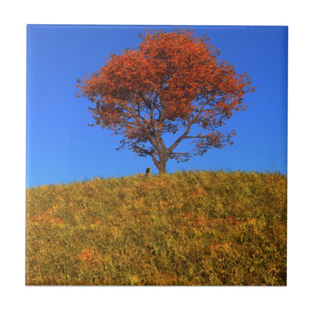 Clear Autumn Day Decorative Tile (Front)