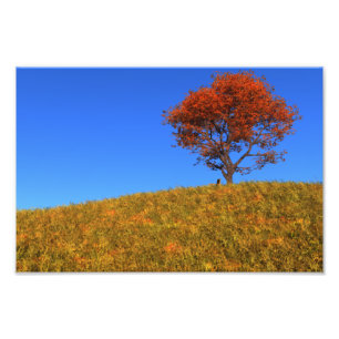 Clear Autumn Day Photo Print