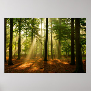 Clear rays of light shining through the forest in  poster