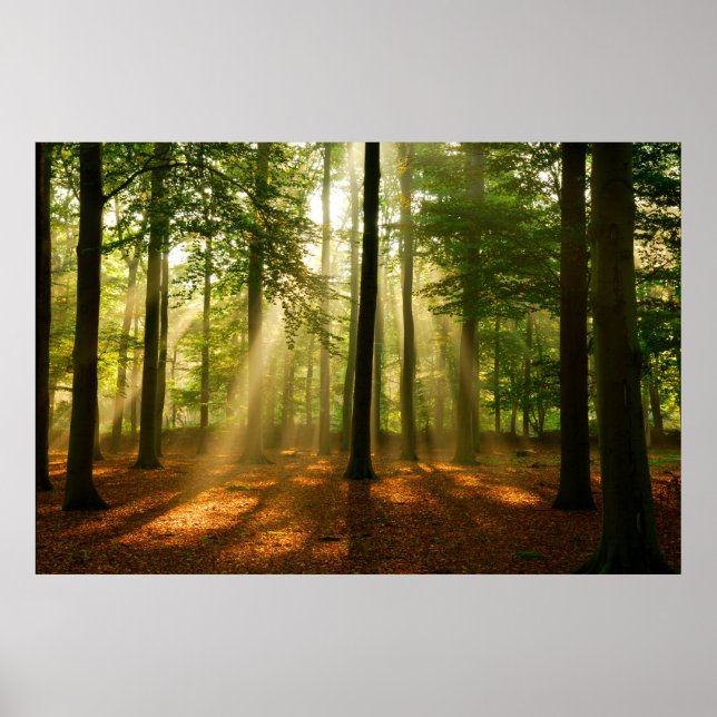 Clear rays of light shining through the forest in  poster (Front)