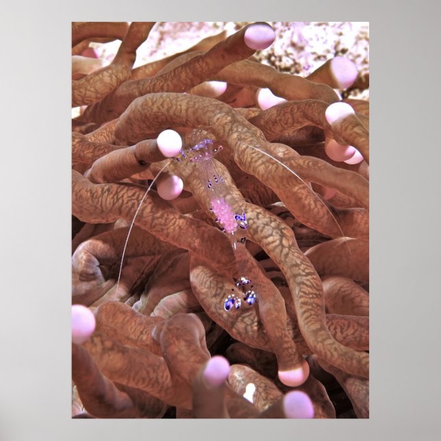 Clear Shrimp with Eggs Poster (Front)