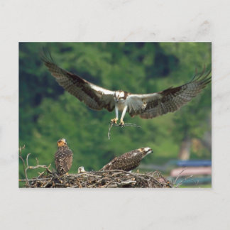 Clear the Runway Postcard