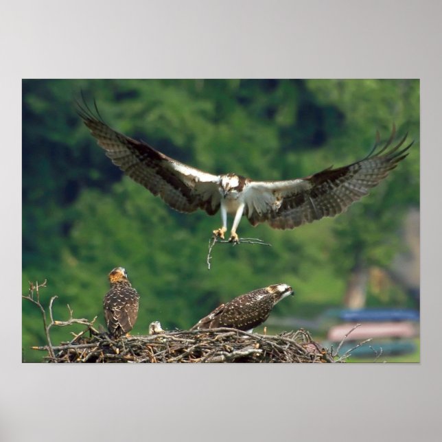 Clear the Runway Poster (Front)