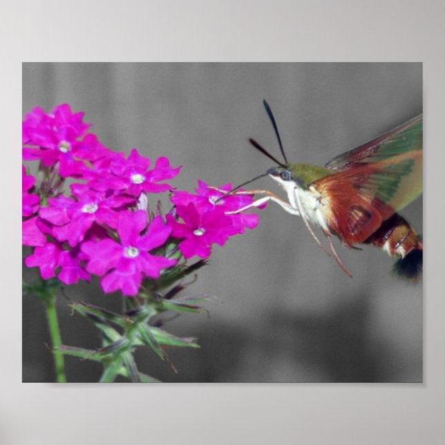 Clear Wing Humming Bird Moth Poster (Front)