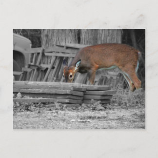 Clearly Important Postcard