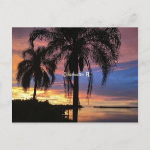 Clearwater, Florida landscape photo Postcard
