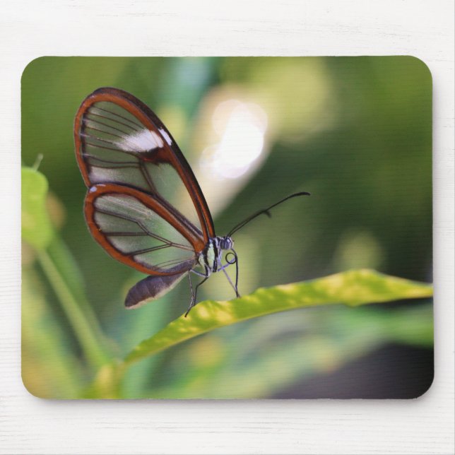 Clearwing Butterfly Mouse Pad (Front)