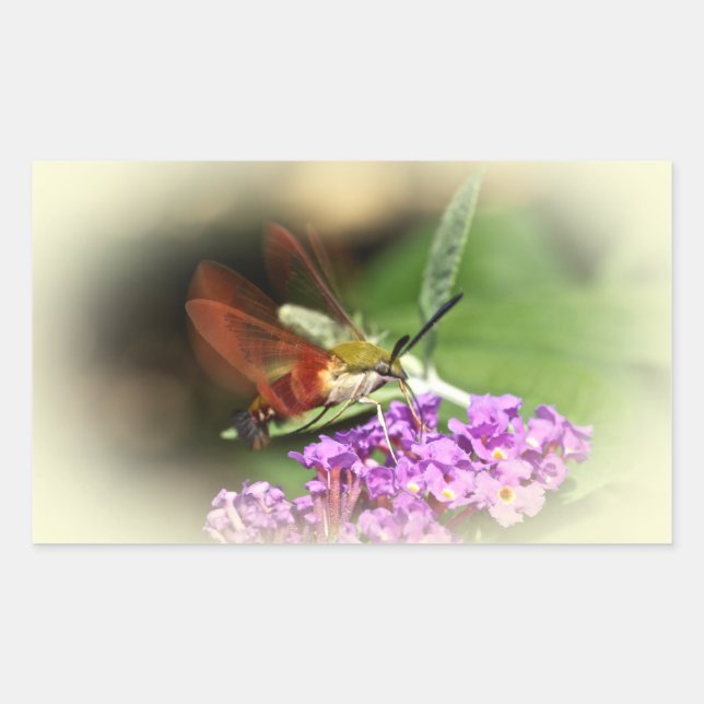 Clearwing Hawk Moth - Hemaris thysbe Rectangular Sticker (Front)
