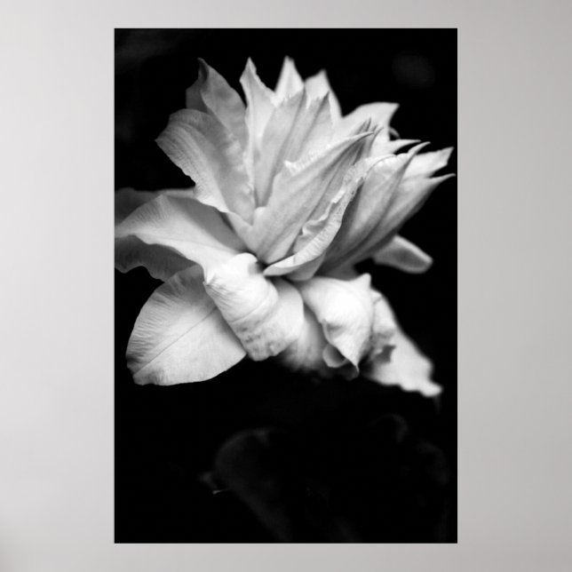 Clematis 1 Black and White Floral Photography Poster (Front)