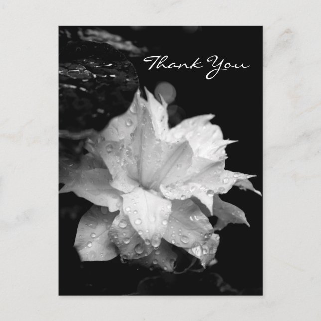 Clematis 2a Floral BW Photo Sympathy Thank You Postcard (Front)