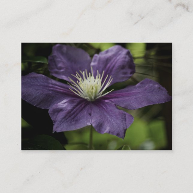 Clematis 8510 Mini Print Business Card (Front)