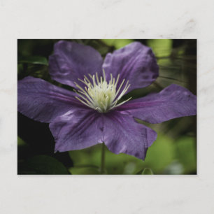 Clematis 8510 Postcard