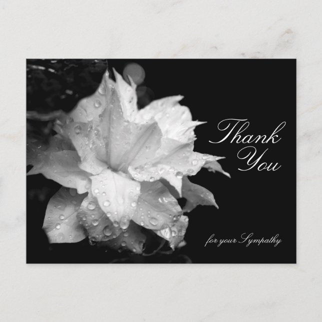 Clematis and Dewdrops  Sympathy Thank You P Postcard (Front)
