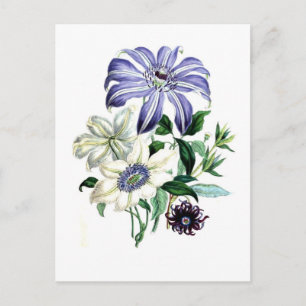 Clematis by Jane Loudon Postcard