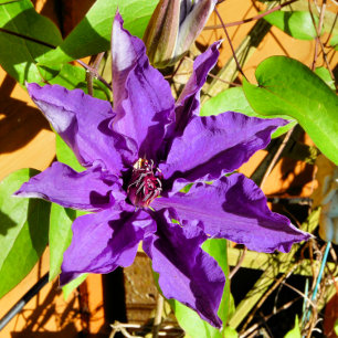 CLEMATIS CERAMIC TILE