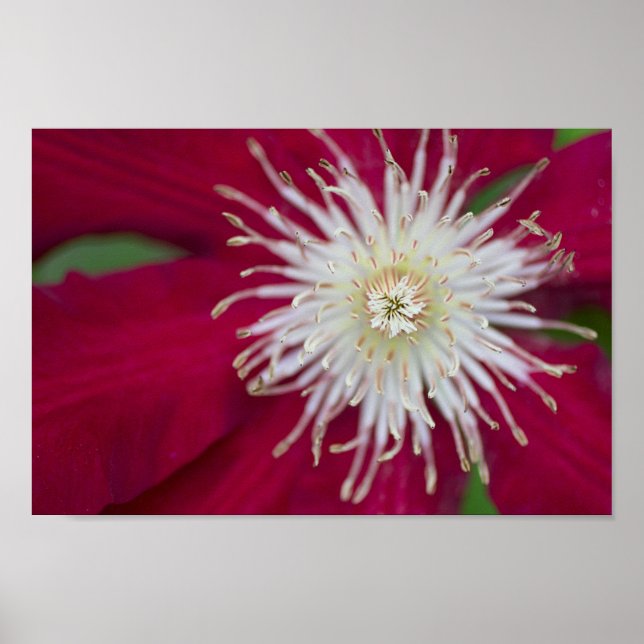 Clematis Closeup Poster (Front)