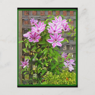 Clematis Cluster Postcard