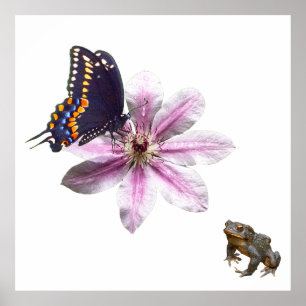 Clematis flower and black swallowtail butterfly poster