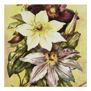 Clematis Flower Growers Botanical Art Poster