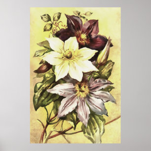 Clematis Flower Growers Botanical Art Poster