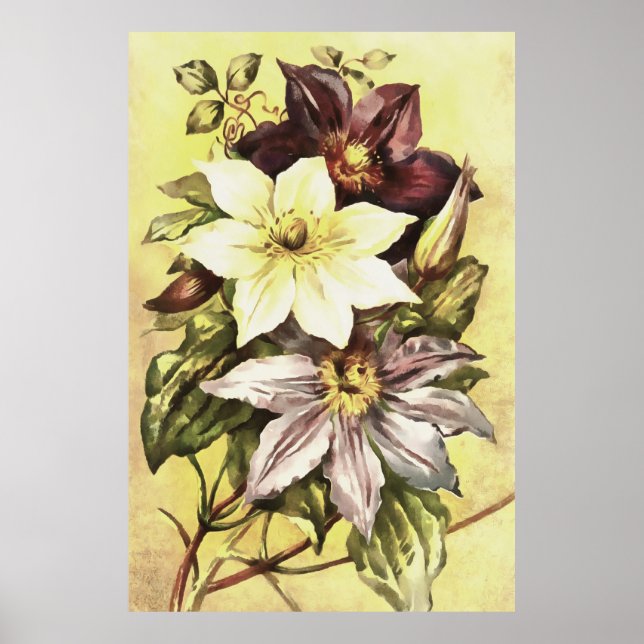Clematis Flower Growers Botanical Art Poster (Front)